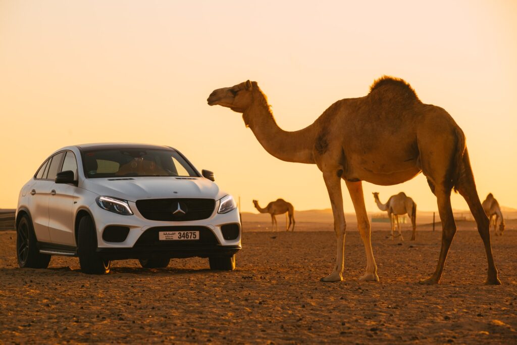 camel on white car during daytime